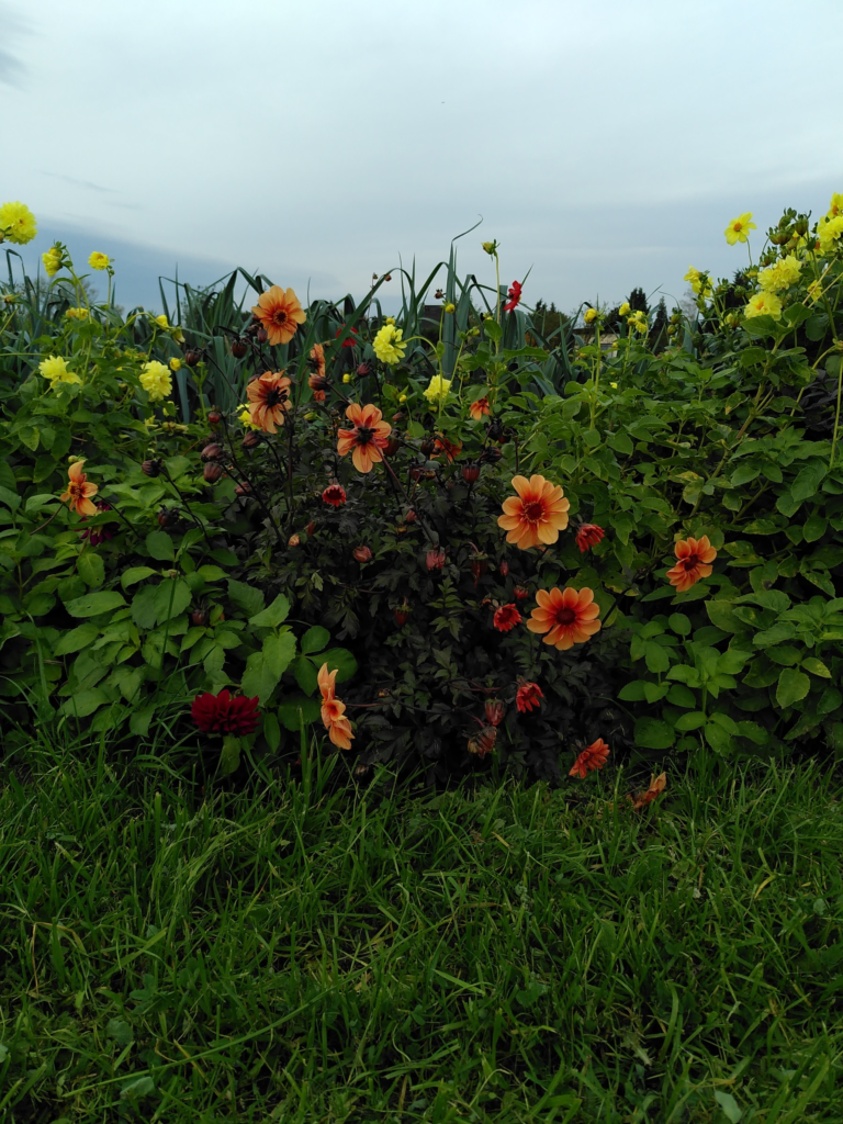 Ein Strauch mit rot-gelben Blüten