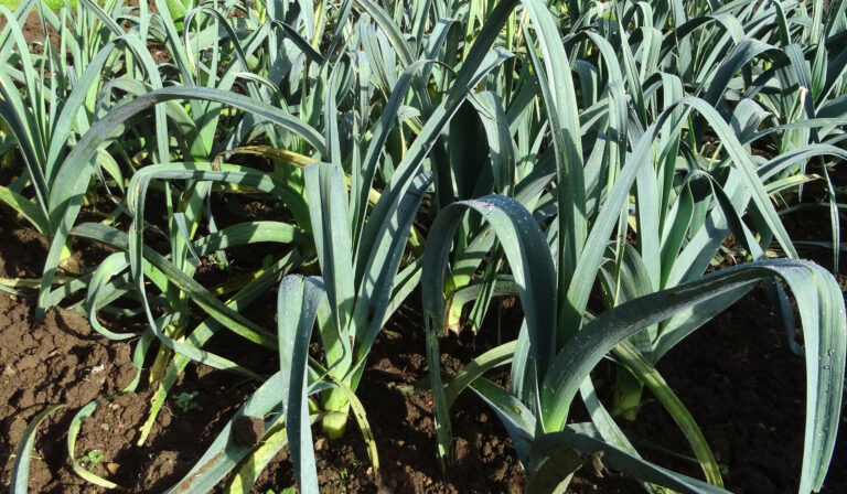 Dicke Lauchstangen stehen im sonnig beschienenen Beet